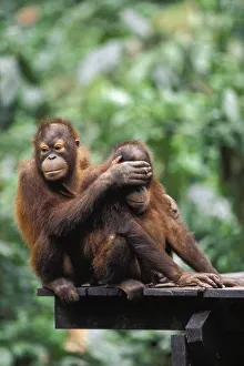 Young Orang Utans (Pongo pygmaeus) playing