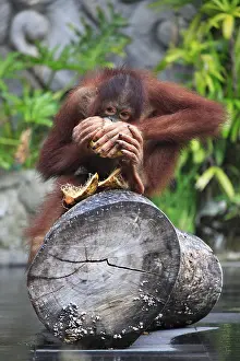 Young orangutan with a nut of a coco