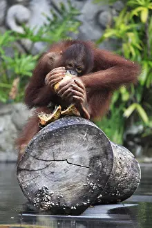 Young orangutan with a nut of a coco