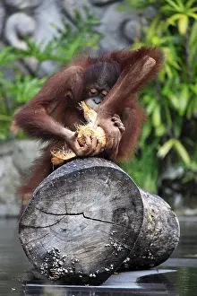 Young orangutan with a nut of a coco