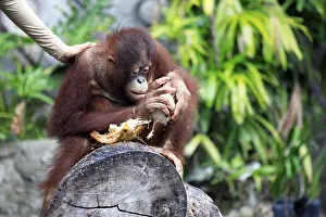 Young orangutan with a nut of a coco