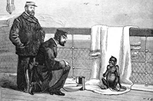 A young orangutan on a ship's voyage to Europe