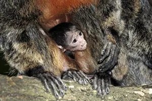 Young Pale-headed Saki (Pithecia pithecia)