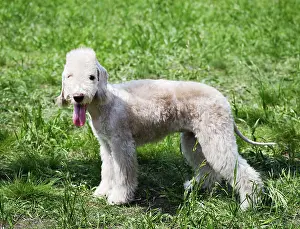 Young pedigree Bedlington terrier standing outdoors on green grass