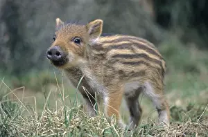 Young piglet carefully observes its conspecifics (wild boar) (wild boar)