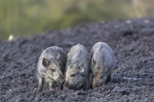 Three young piglets standing side by side on a muddy opening searching for food