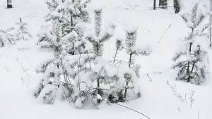 Young pine trees under snow in the forest