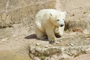 Young polar bear (Ursus maritimus)