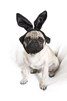 Young pug with black bunny ears