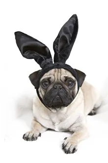 Young pug with black bunny ears