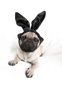 Young pug with black bunny ears