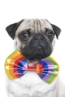 Young pug with bow tie, portrait