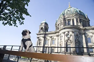 Young pug in front of the cathedral in Berlin