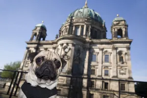 Young pug in front of the cathedral in Berlin