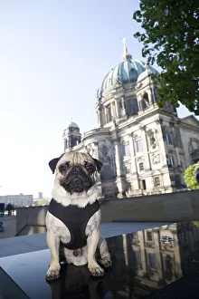 Young pug in front of the cathedral in Berlin
