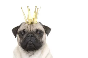 Young pug with crown, portrait