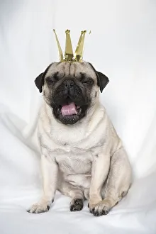 Young pug with crown yawning