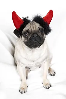 Young pug with devil's horns