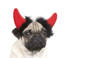 Young pug with devil's horns, portrait