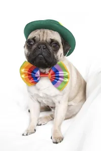 Young pug with a green hat and a colorful bow tie
