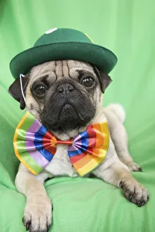 Young pug with a green hat and a colorful bow tie