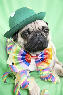 Young pug with a green hat, a colorful bow tie and streamers