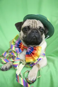 Young pug with a green hat, a colorful bow tie and streamers