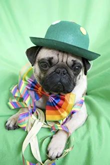 Young pug with a green hat, a colorful bow tie and streamers