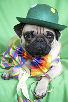 Young pug with a green hat, a colorful bow tie and streamers casually lying on a green blanket