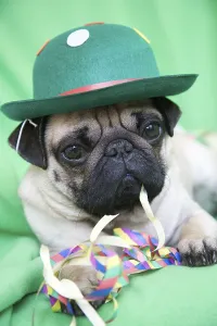 Young pug with a green hat lying on a green blanket and eating streamers