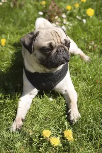 Young pug lying in a dandelion meadow in the sun