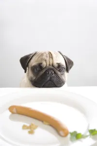 Young pug posing behind a plate with a sausage