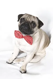 Young pug with red bow tie