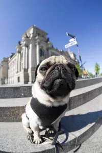 A young pug at the Reichtstag parliament building