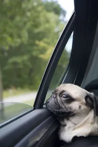A young pug on the back seat of a driving car is looking out of the window