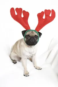 Young pug wearing reindeer antlers