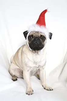 Young pug wearing Santa hat