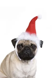 Young pug wearing Santa hat