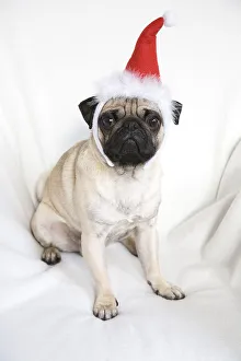 Young pug wearing Santa hat