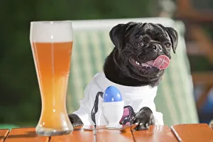Young pug wearing a T-shirt, sitting behind a wheat beer and an Easter egg