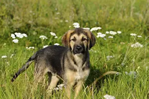 A young puppy stands in a meadow surrounded by white flowers