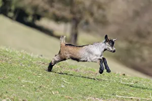 A young pygmy goat (Capra hircus) runs across a green meadow on a sunny day