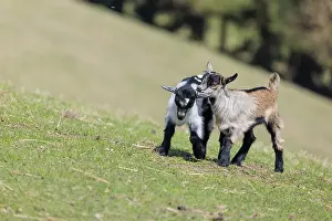 Two young pygmy goats (Capra hircus) are playing together on a sunny day in a green meadow