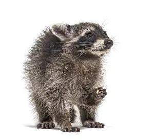 Young raccoon eating, isolated on white