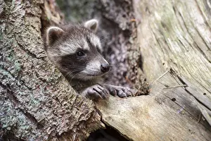Young raccoon (Procyon lotor) on a discovery tour