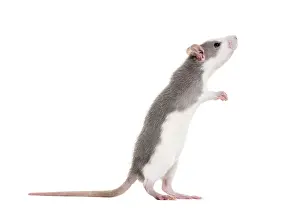 Young Rat rearing up to sniff against white background