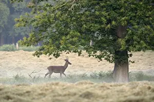 Young red deer (Cervus elaphus) in velvet