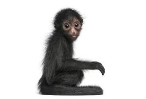 Young Red-faced Spider Monkey, Ateles paniscus