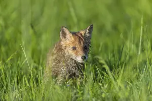 One young red fox, Vulpes vulpes