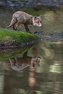 One young red fox, Vulpes vulpes